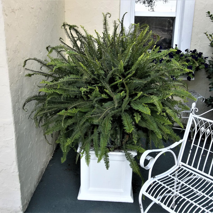 natea☺︎ Winston Porter Anastasiya Plastic Planter Box & Reviews | Wayfair